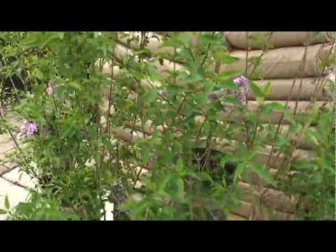 how to plant lilac branches