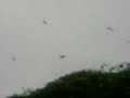 Flying Foxes of Madang