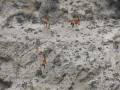 Les Guanacos a la Peninsule Valdes