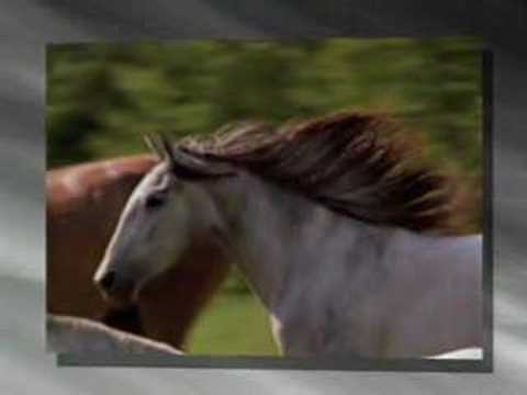 ASPCA Equine Program