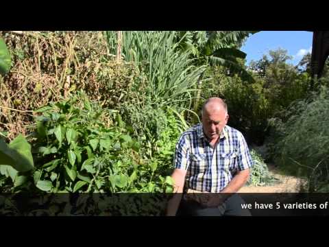 how to grow australian garlic