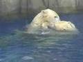 Deer Jumps Into Zoo Exhibit, Wrestles With Polar Bears