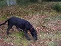 Ebony Moon takes a walk in the forest