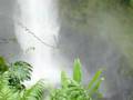 Akaka falls, Hawaii