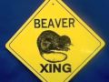 Busy as a Beaver?