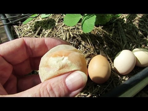 how to collect chicken eggs