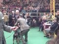 135th Westminster Dog Show- Doberman Pinscher Breed Judging