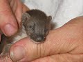 Save all weasels