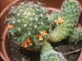MADIANA FLORA
