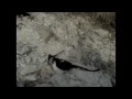 Graduation Humping Bear III (Trailer 2)