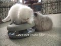 Funny Kittens...not so smart