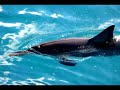 Dolphin Slideshow With Music From Ecco Dolphin Slideshow With Music From Ecco