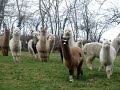 Alpaca Approach - in the field Alpaca Approach - in the field