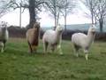 Alpaca Approach - in the field