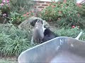 Raccoon and Dog Playing (no music)