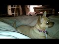 Dog Drinks From Cup and Spills It