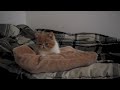 Cute Exotic Shorthair Kitten making his Bed