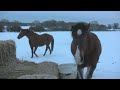 A short film showing the rescued animals being cared for on a snowy day at Hillside. For more information about Hillside please see www.hillside.org.uk Filmed on 21st December 2009 by John Watson from Hillside.