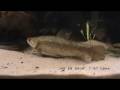 Wolf Fish Feeding Time