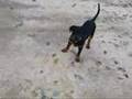 Carlos the rottweiler 1