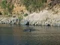 Tiburón Claudio