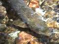 Large trout in an area of Sasquatch suspicion