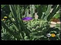 In the Garden (KCBS & KCAL 2006)