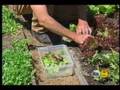 In the Garden (KCBS & KCAL 2006)