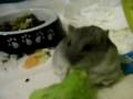 videos de Oreste e la ciotola del capofamiglia!