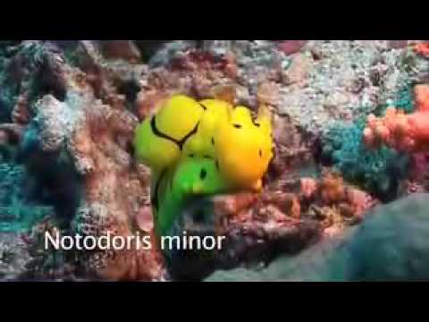 Indonesian nudibranchs (sea slugs)