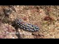 Indonesian nudibranchs (sea slugs) Indonesian nudibranchs (sea slugs)
