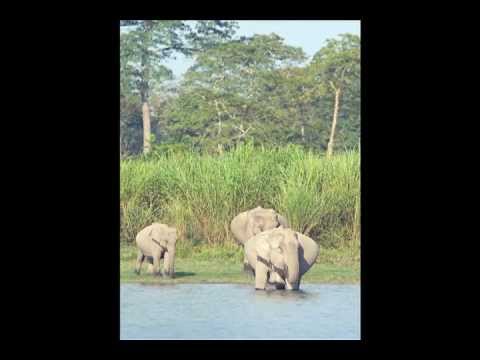 Asian Elephant