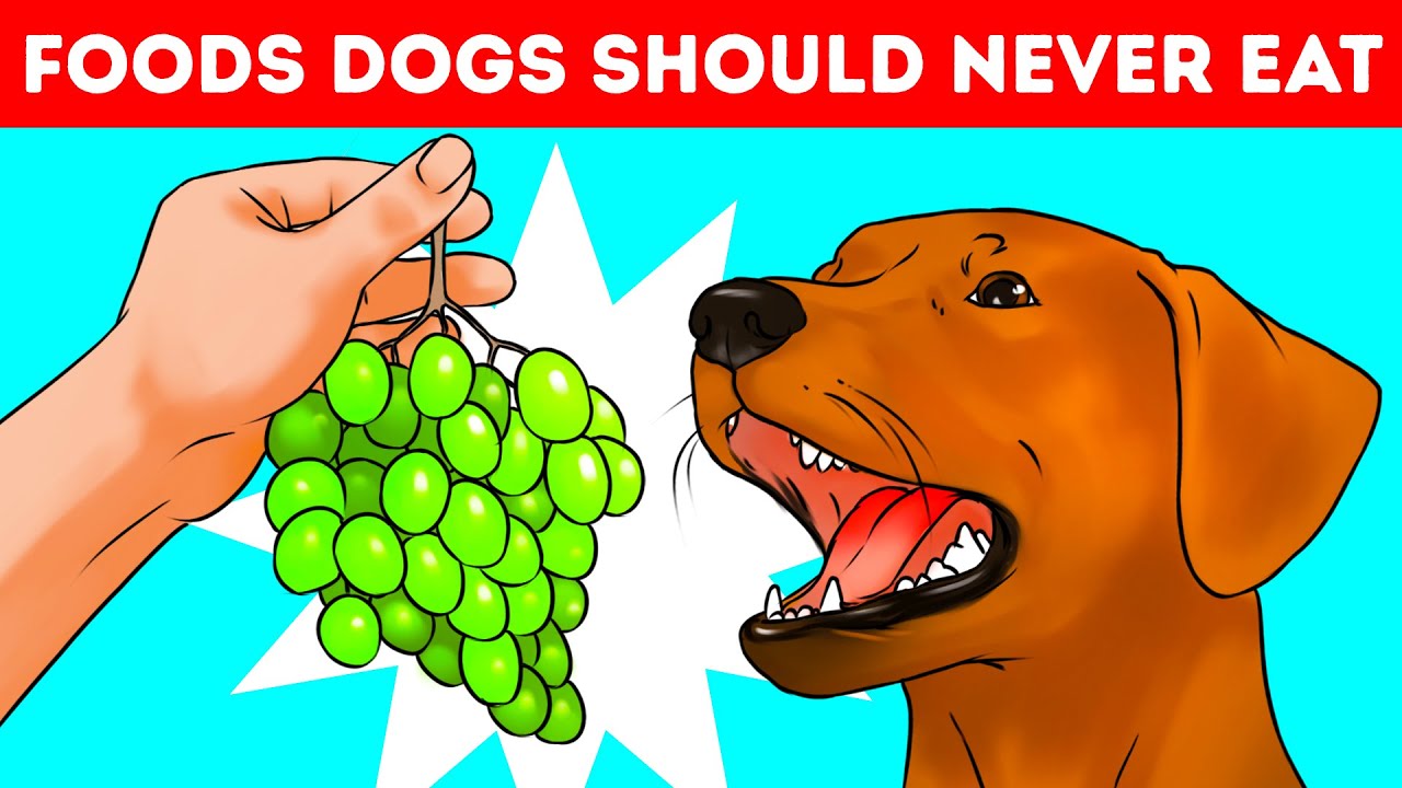 Why Dogs Can't Eat Grapes and 53 JawDropping Why's