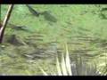 Blue springs fishes , Ghars etc