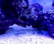 Centropyge eibli i Chaetodon sp