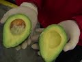 Houston Avocado Houston Avocado