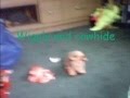 Yoshi Adventures 19