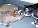 Adopt Daniel Puddingpop