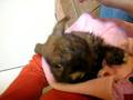 videos de Gliss lavandose las patas