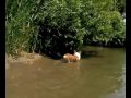 夏を満喫するコーギー  corgi