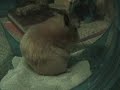 Lothar's Sand Bath, Pt. II