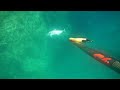 Spearfishing Pescasub Amberjack 4,5 kilos Spearfishing Pescasub Amberjack 4,5 kilos