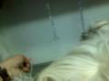 videos de ( shih tzu puppy) chamel's 1st stud with sassy 01/6/09 (part 2- 3 )