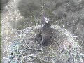 DPOF Osprey Big Stick Big Dig Full Tilt