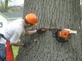 Stihl 066 Magnum Ported Big Bore Falling 48\" Oak