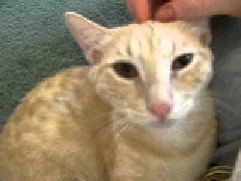 Sandy video