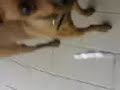 cainele labagist:))