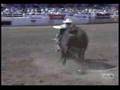 Bull rider Zeb Lanham gets flying lesson from a bull