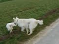 Wei�e \"windhunde\" Sch�ferhunde :) 2