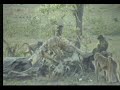 baboons.html